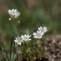 Cerastium latifolium 01.07.26-0003