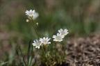 Cerastium latifolium 01.07.26-0003