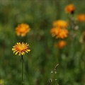 Crepis aurea(crépide orangée) 03.07.26
