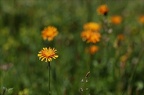 Crepis aurea(crépide orangée) 03.07.26