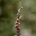 Epipactis atrorubens  02.07.26-0002