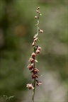 Epipactis atrorubens  02.07.26-0002