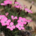 Dianthus pavonius(oeillet négli 01.07.26-0001