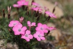 Dianthus pavonius(oeillet négli 01.07.26-0001