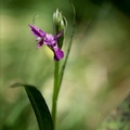 Dactylorhiza cruenta 02.07.26
