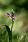 Dactylorhiza cruenta 02.07.26