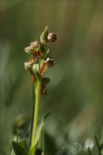 Dactylorhiza viridis_03.07.26.jpg