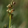 Dactylorhiza viridis 03.07.26