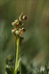 Dactylorhiza viridis 03.07.26