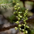 Epipactis atrorubens hypochrome 02.07.26