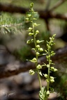 Epipactis atrorubens hypochrome 02.07.26