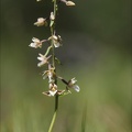Epipactis palustris  02.07.26-0002