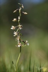 Epipactis palustris  02.07.26-0002