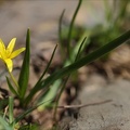 Gagea fragifera 03.07.26