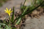 Gagea fragifera 03.07.26