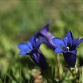 Gentiana acaulis 03.07.26-0001
