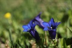 Gentiana acaulis 03.07.26-0001