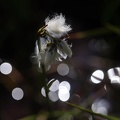 Eriophorum angustifolium 01.07.26
