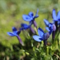Gentiana brachyphylla 01.07.26-0002
