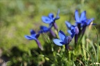 Gentiana brachyphylla 01.07.26-0002