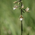 Epipactis palustris 02.07.26-0002