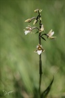 Epipactis palustris 02.07.26-0002