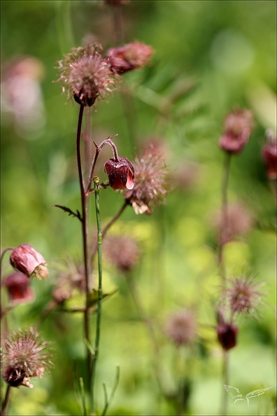 Geum rivale(benoite des ruissea_02.07.26-0011.jpg