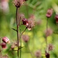 Geum rivale(benoite des ruissea 02.07.26-0011