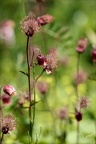 Geum rivale(benoite des ruissea 02.07.26-0011