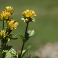 Gentiana punctata 03.07.26-0001