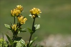 Gentiana punctata 03.07.26-0001