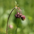 Geum rivale(benoite des ruissea 02.07.26-0002