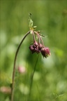 Geum rivale(benoite des ruissea 02.07.26-0002