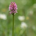 Gymnadenia conopsea-corneliana 30.06.26-0002