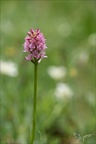 Gymnadenia conopsea-corneliana 30.06.26-0002