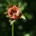 Geum rivale(benoite des ruissea 02.07.26-0005