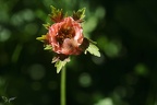 Geum rivale(benoite des ruissea 02.07.26-0005
