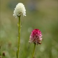 Gymnadenia corneliana hypochrom 01.07.26-0003
