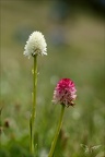 Gymnadenia corneliana hypochrom 01.07.26-0003