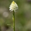Gymnadenia corneliana hypochrom 03.07.26