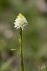 Gymnadenia corneliana hypochrom 03.07.26