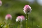 Gymnadenia corneliana 01.07.26-0002