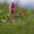 Gymnadenia corneliana 01.07.26-0005