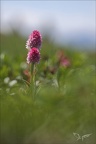Gymnadenia corneliana 01.07.26-0005