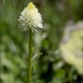 Gymnadenia corneliana hypochrom 03.07.26-0003
