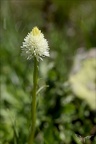 Gymnadenia corneliana hypochrom 03.07.26-0003