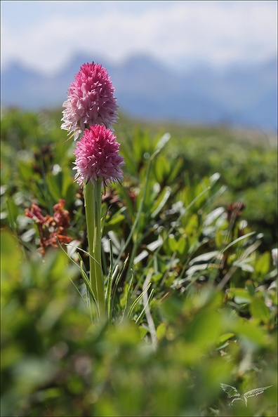 Gymnadenia corneliana_01.07.26-0008.jpg