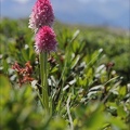 Gymnadenia corneliana 01.07.26-0008