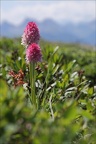 Gymnadenia corneliana 01.07.26-0008