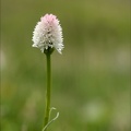 Gymnadenia corneliana f.vesubia 01.07.26-0001